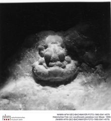 Historisches Foto von Lecythocaris paradoxa (von Meyer, 1858) (NHMW-AFW-GEO-BACHMAYER-FOTO-1990-0041-4579)